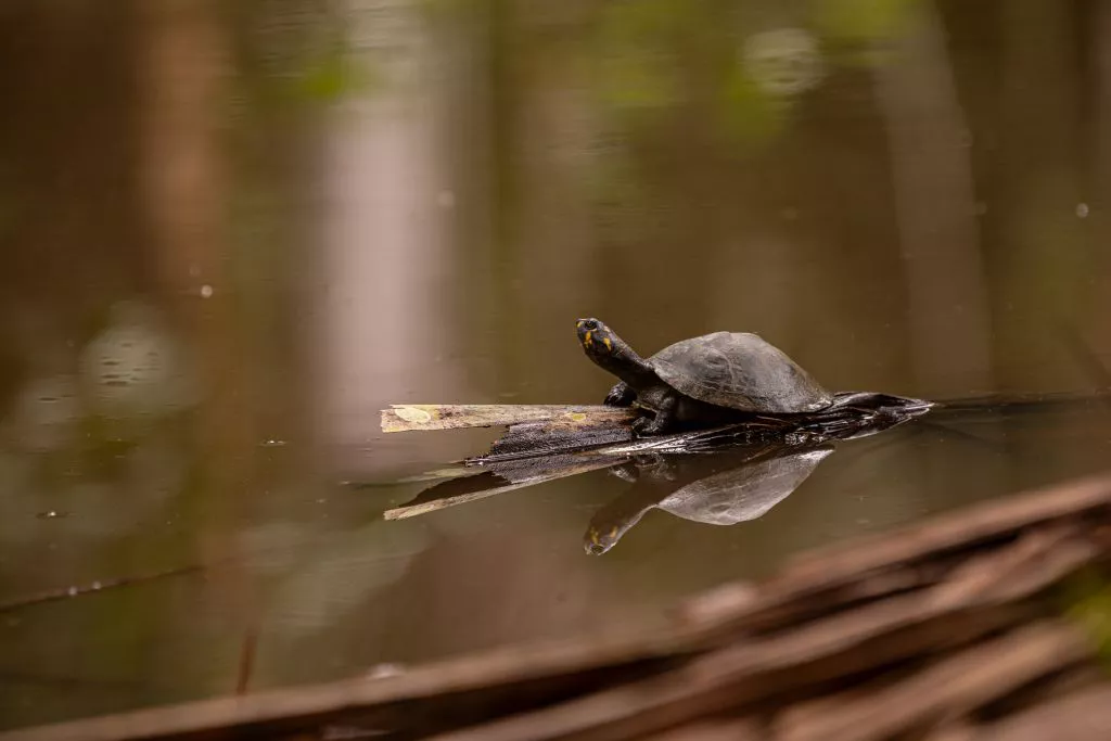 Releasing Over 2,000 Taricaya Turtles into the Wild