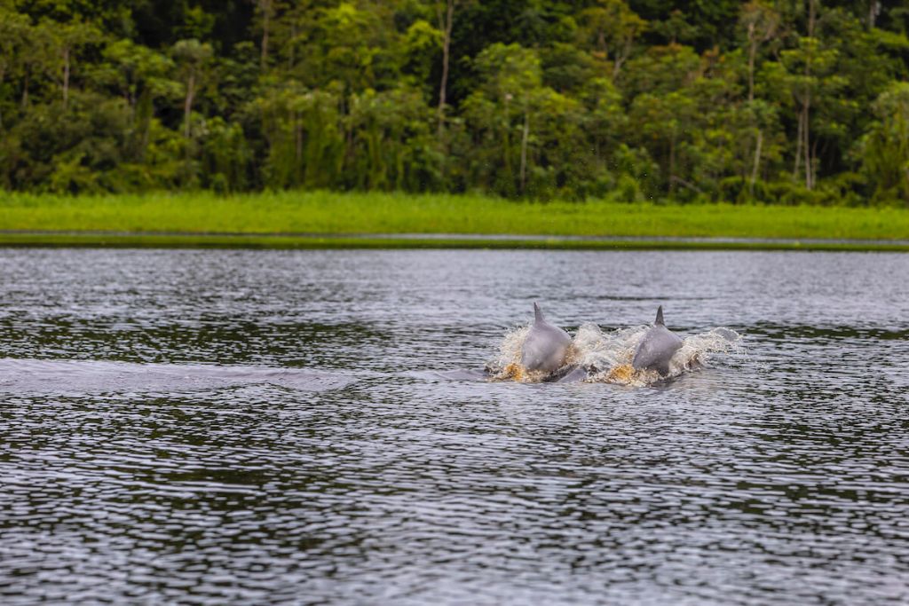Pink River Dolphin Research