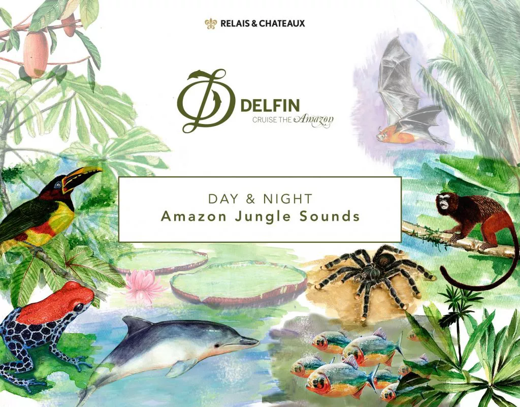 Amazon Jungle Sounds