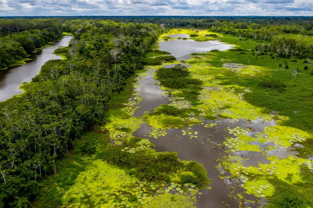 Amazon Rainforest