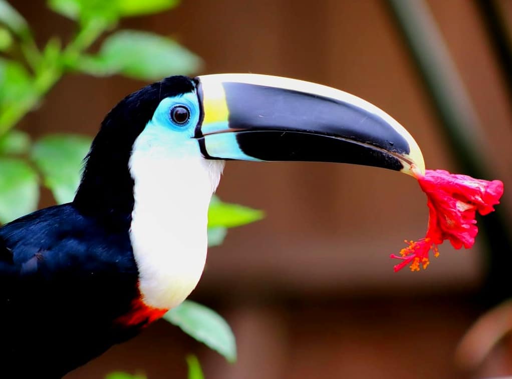 Cooking in the Amazon: A Simple Patarashca Recipe