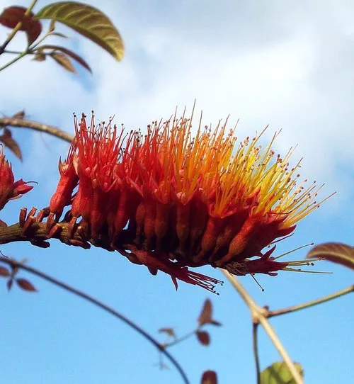 Monkey Brush Vine