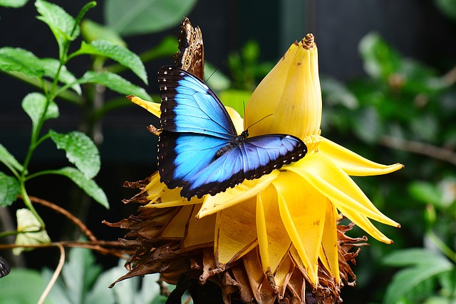 Blue Morpho Delfin Amazon Cruises