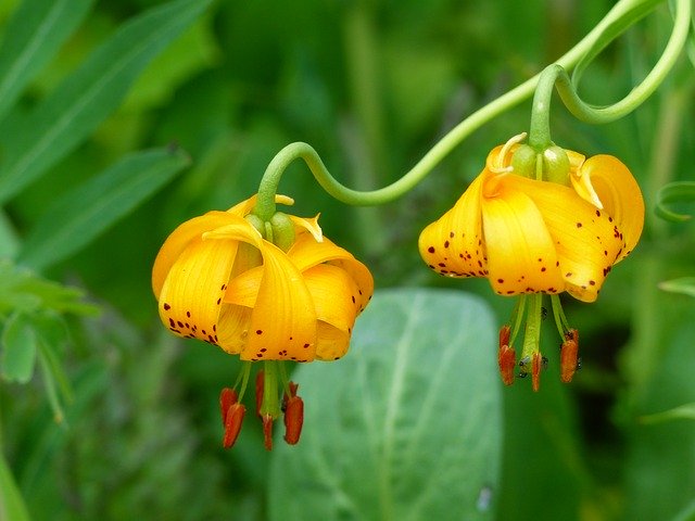 Jungle Plants Orchid